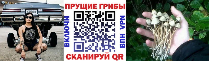 Псилоцибиновые грибы GOLDEN TEACHER  Ахтубинск 